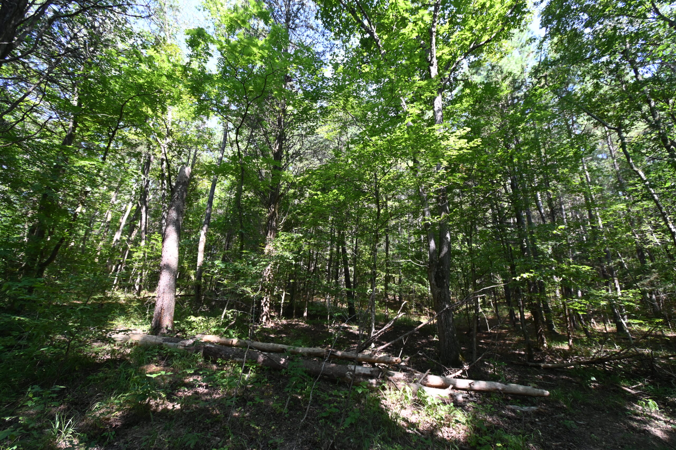 231.15 Acre Timber Land for Sale in Clifton, Tennessee