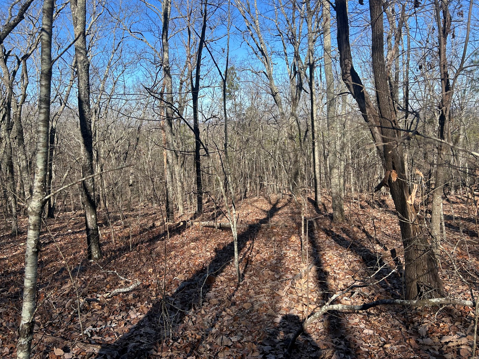 40 Acres of Harwood Timber in Talladega, Alabama