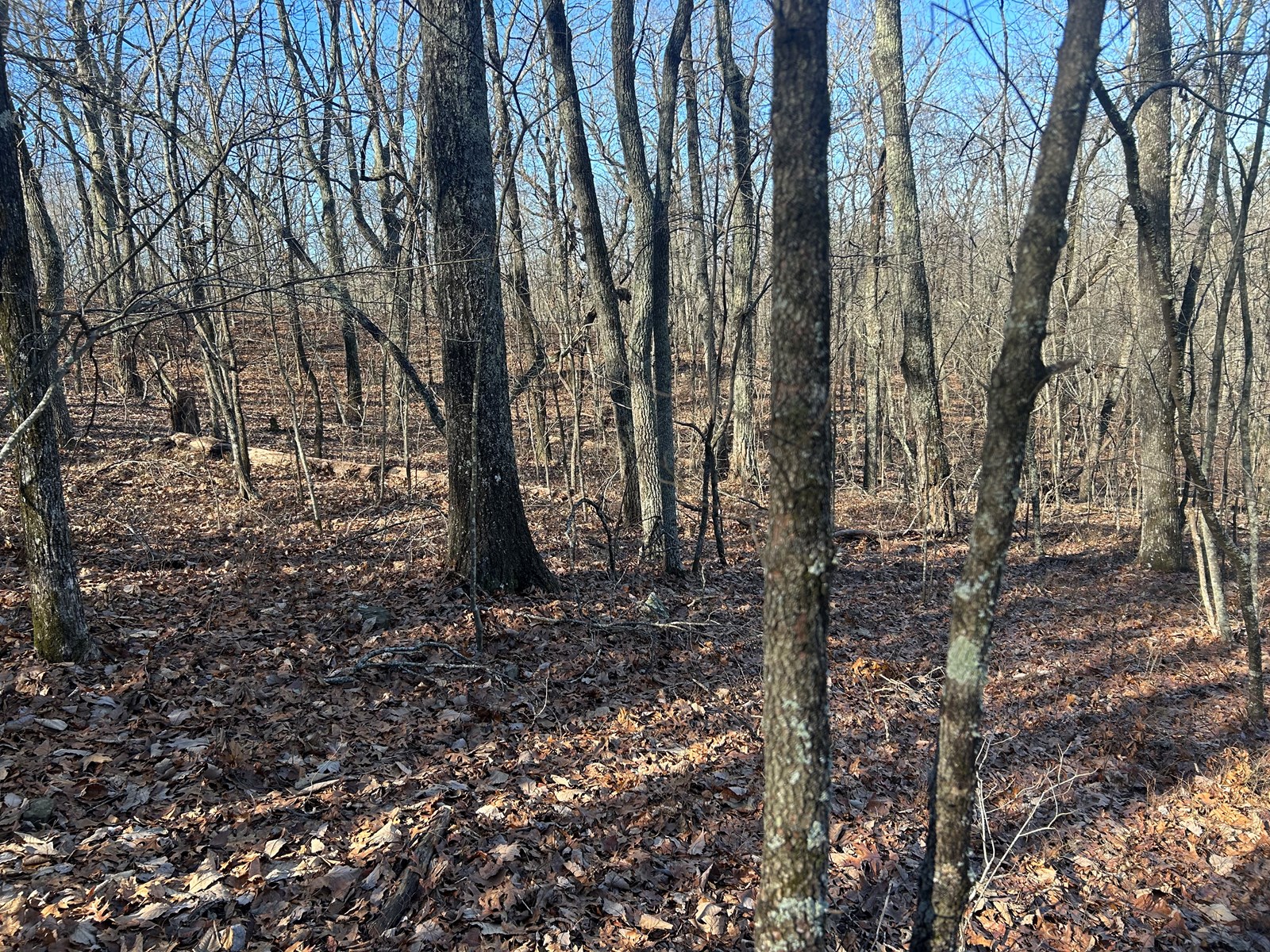 40 Acres of Harwood Timber in Talladega, Alabama