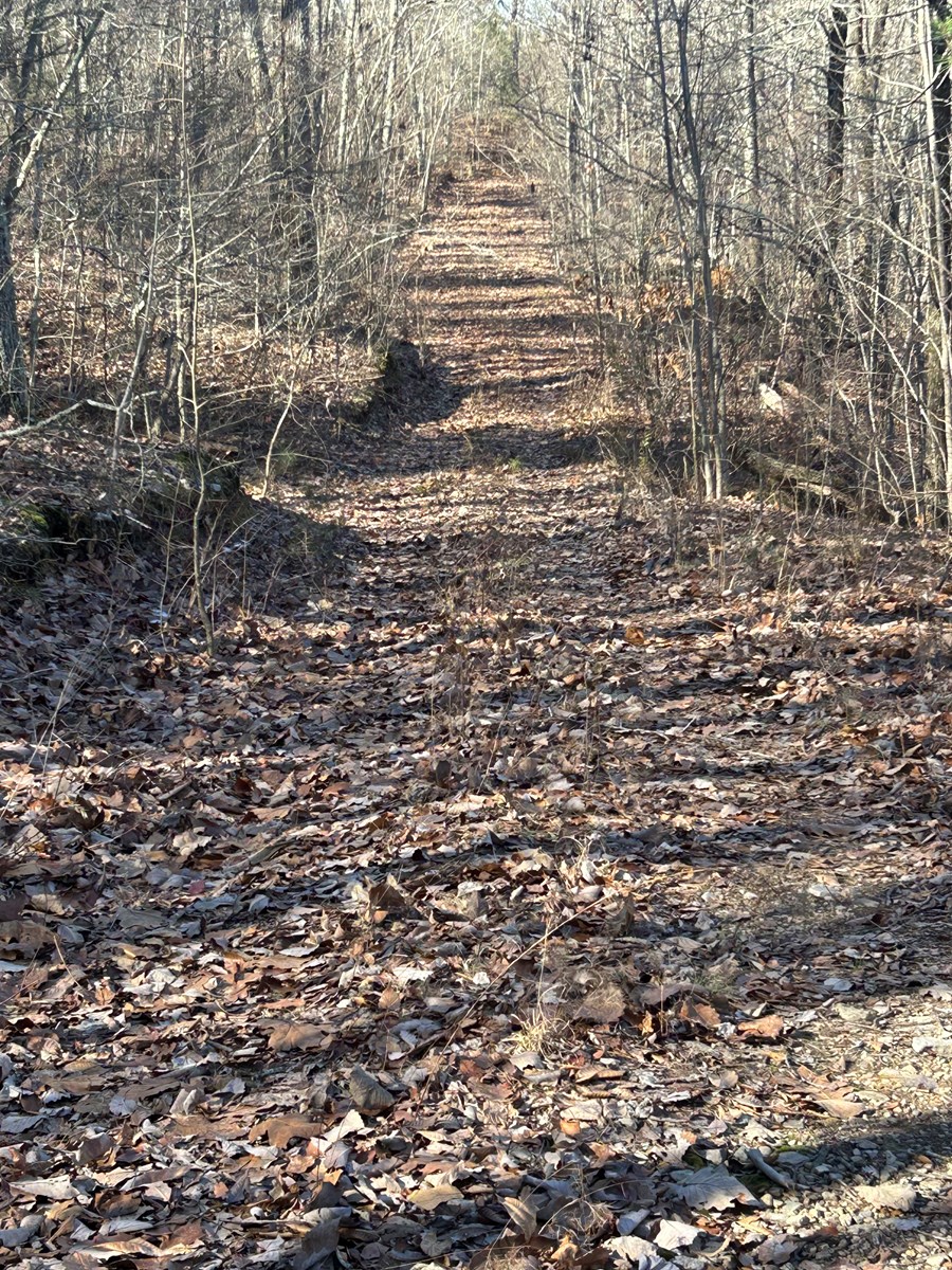 40 Acres of Harwood Timber in Talladega, Alabama