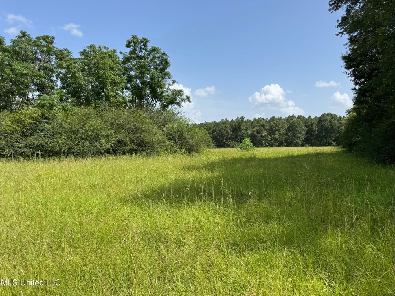 Mississippi Land for Sale Near Osyka MS & LA State Line
