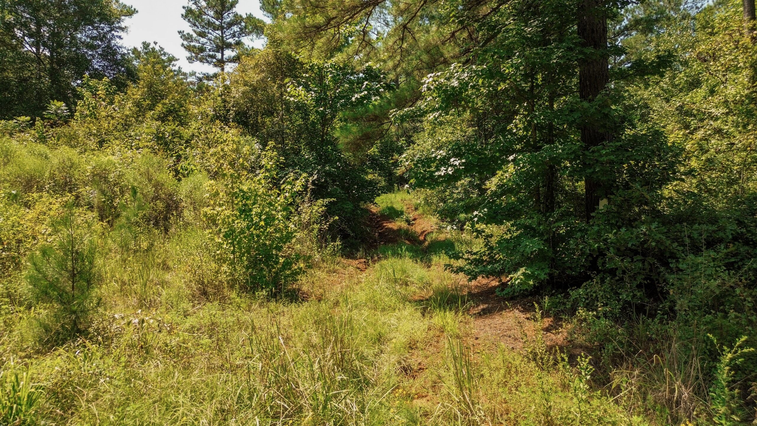 Lincoln Parish Timberland for Sale