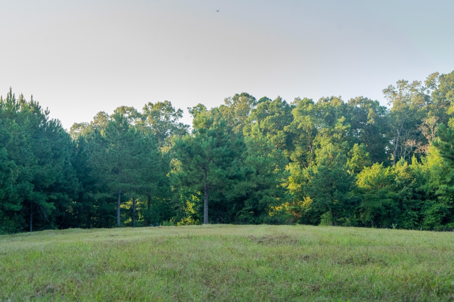 Claiborne Parish Timberland for Sale