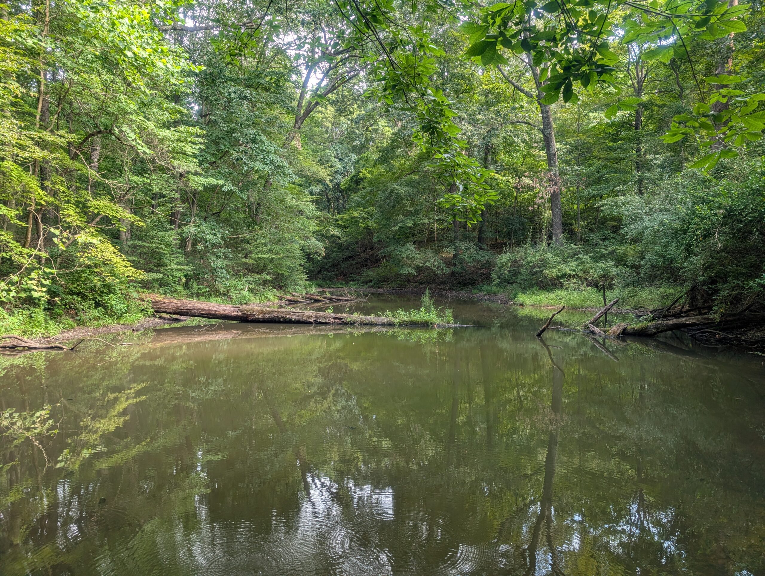 Secluded Central Ohio Hunting and Timber Land