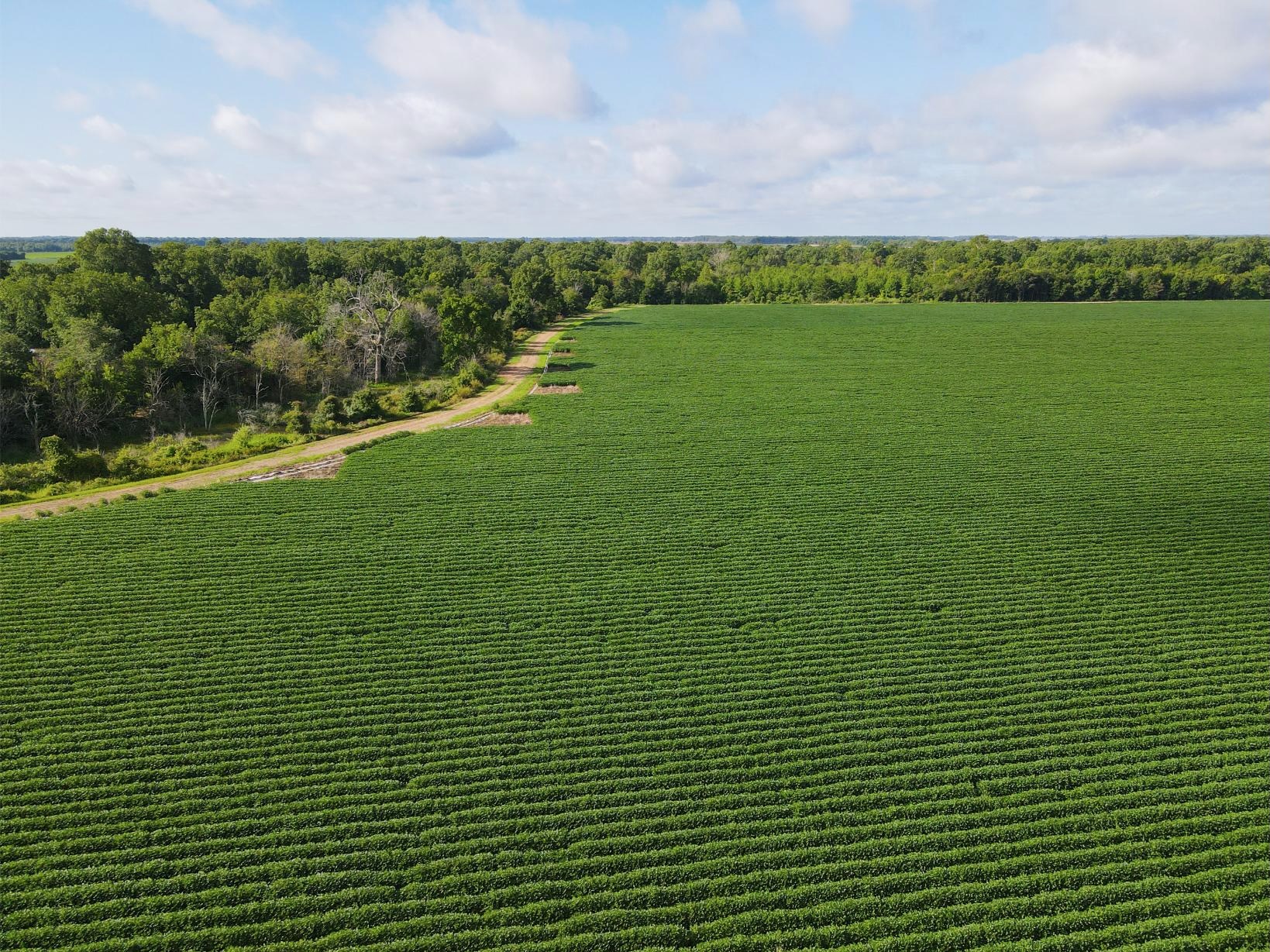 500 +/- Acres Precision Leveled and Irrigated Farmland