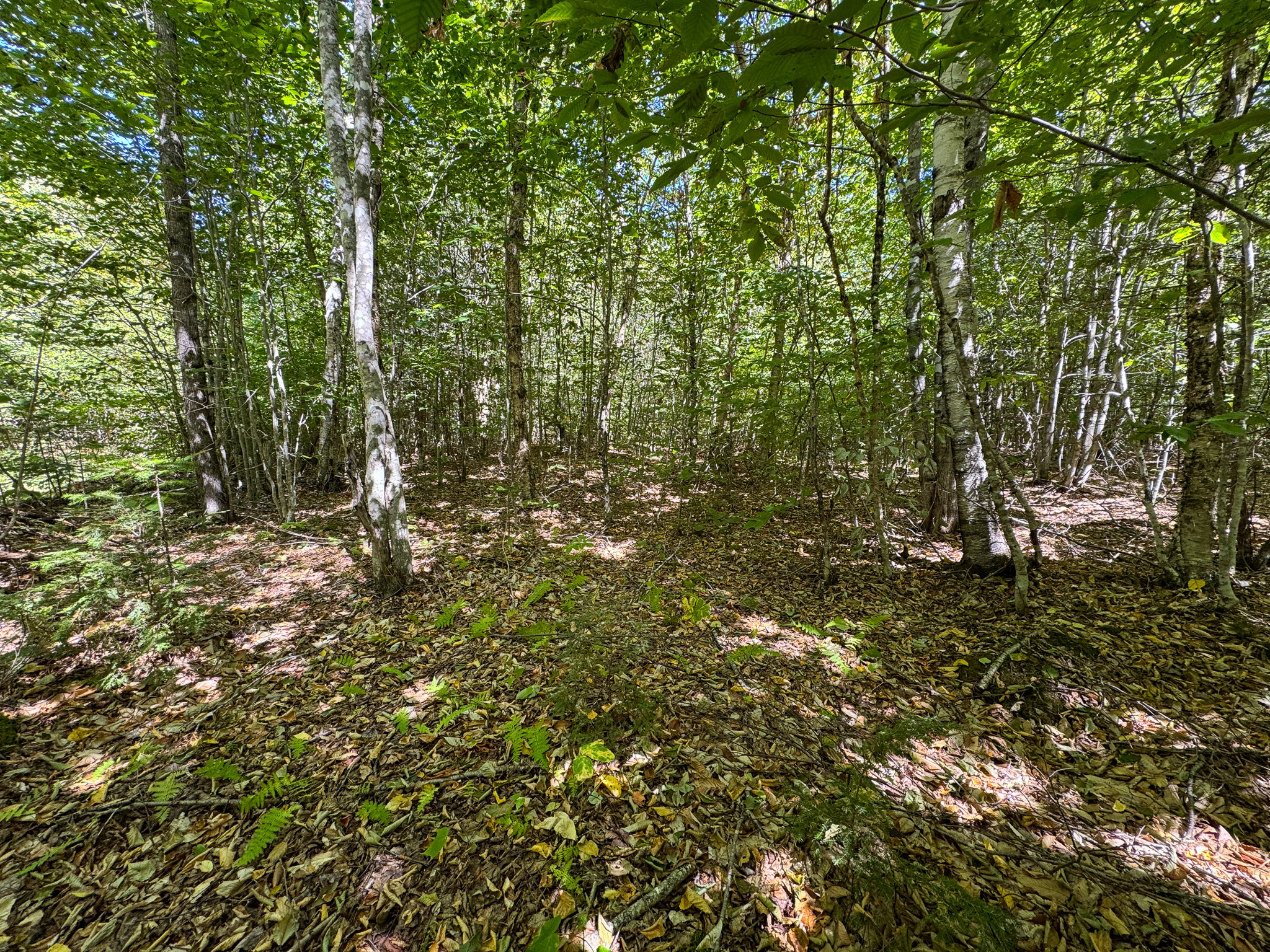 Private 25-Acre Woodlot with Trails & Recreation Access