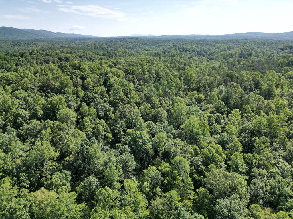 Hunter’s Paradise in Albemarle County – 24± Acres of Prime Timberland