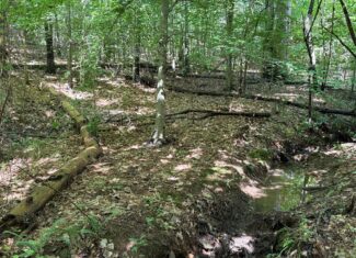Hunter’s Paradise in Albemarle County – 24± Acres of Prime Timberland
