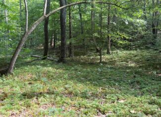 Hunter’s Paradise in Albemarle County – 24± Acres of Prime Timberland