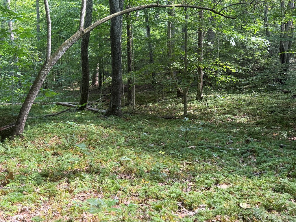 Hunter’s Paradise in Albemarle County – 24± Acres of Prime Timberland