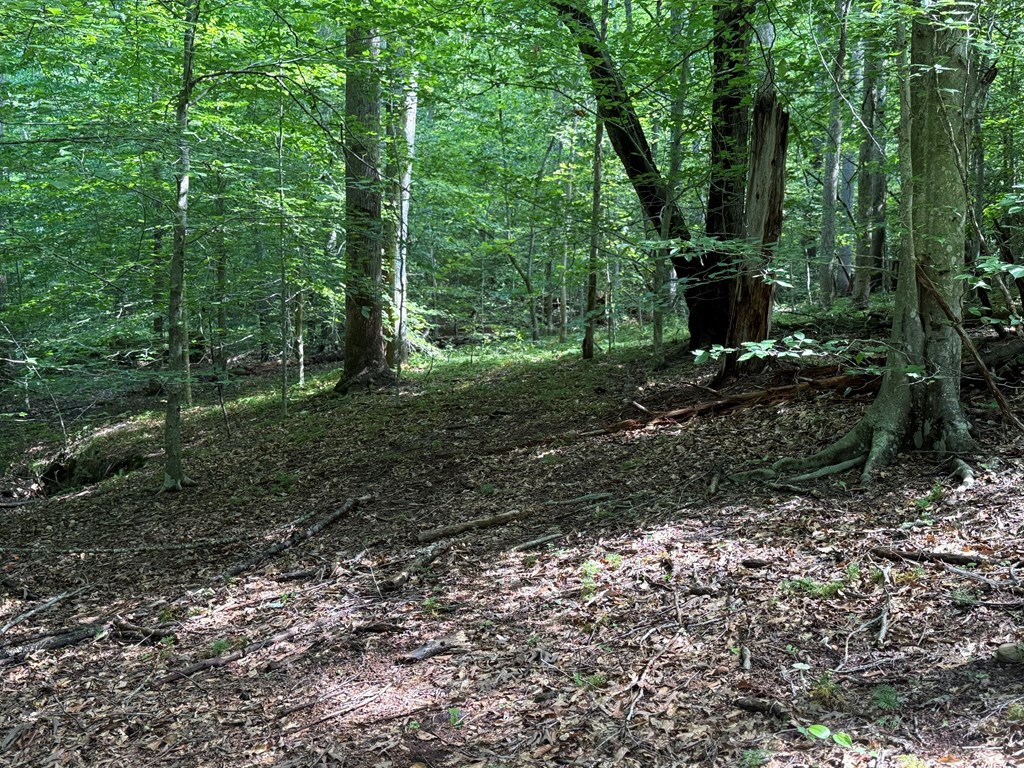 Hunter’s Paradise in Albemarle County – 24± Acres of Prime Timberland