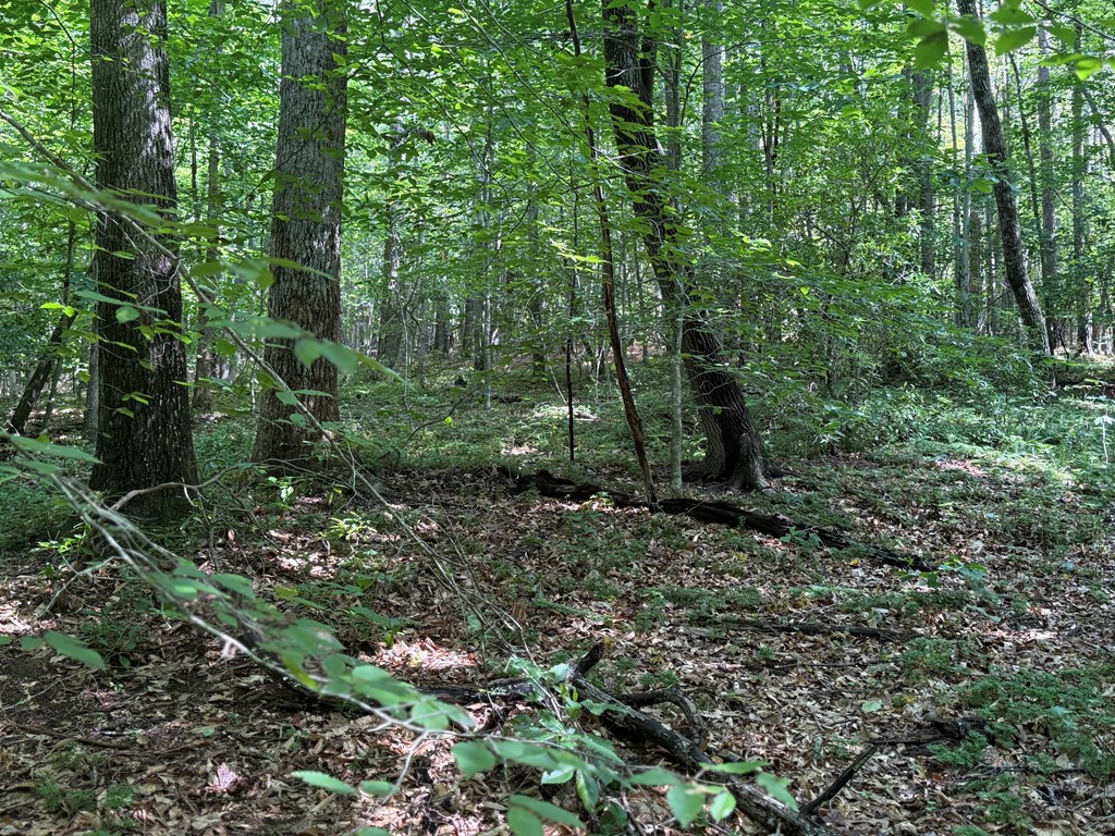 Hunter’s Paradise in Albemarle County – 24± Acres of Prime Timberland