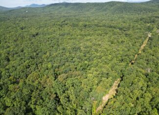 20+ Acres with Wildlife, Woods & Gentle Terrain