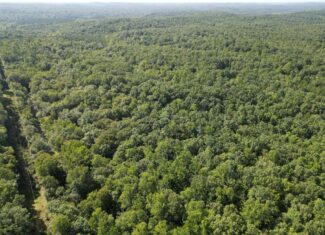20+ Acres with Wildlife, Woods & Gentle Terrain