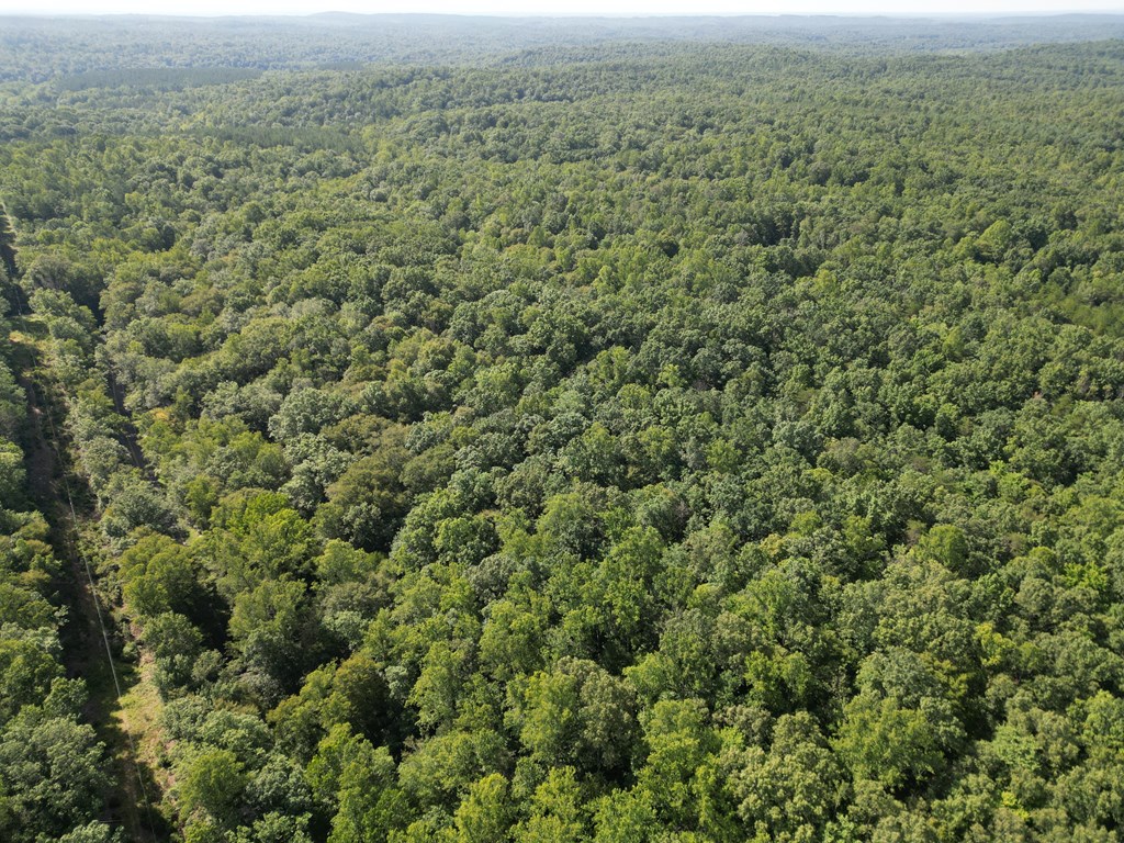 20+ Acres with Wildlife, Woods & Gentle Terrain