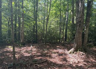 20+ Acres with Wildlife, Woods & Gentle Terrain