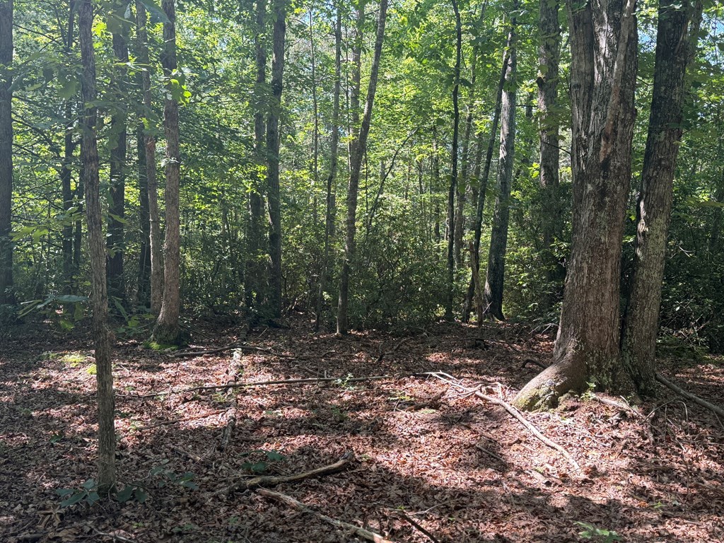 20+ Acres with Wildlife, Woods & Gentle Terrain
