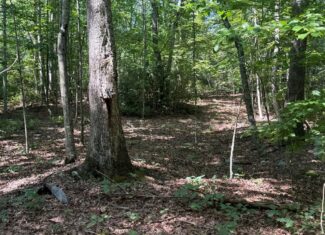 20+ Acres with Wildlife, Woods & Gentle Terrain