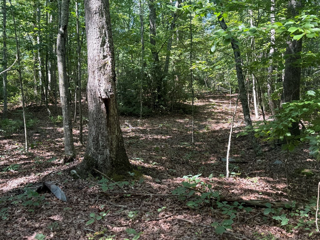 20+ Acres with Wildlife, Woods & Gentle Terrain