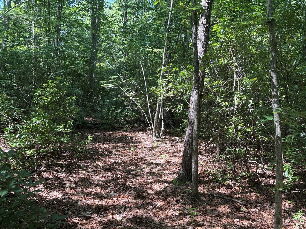 20+ Acres with Wildlife, Woods & Gentle Terrain