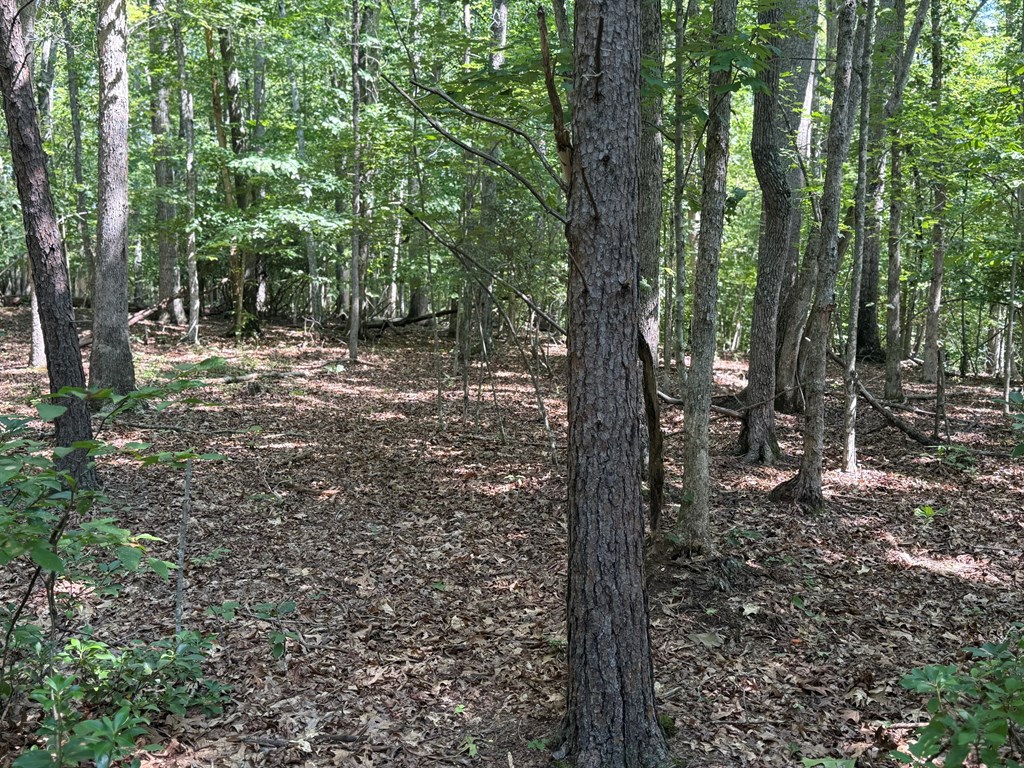 20+ Acres with Wildlife, Woods & Gentle Terrain