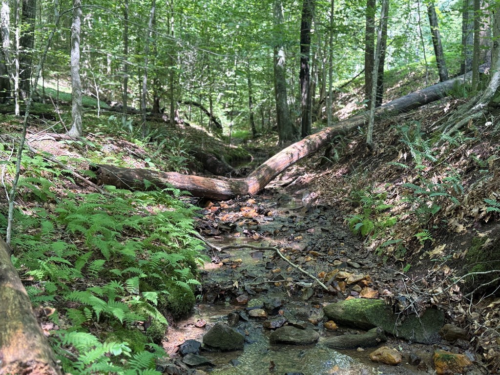 20+ Acres with Wildlife, Woods & Gentle Terrain