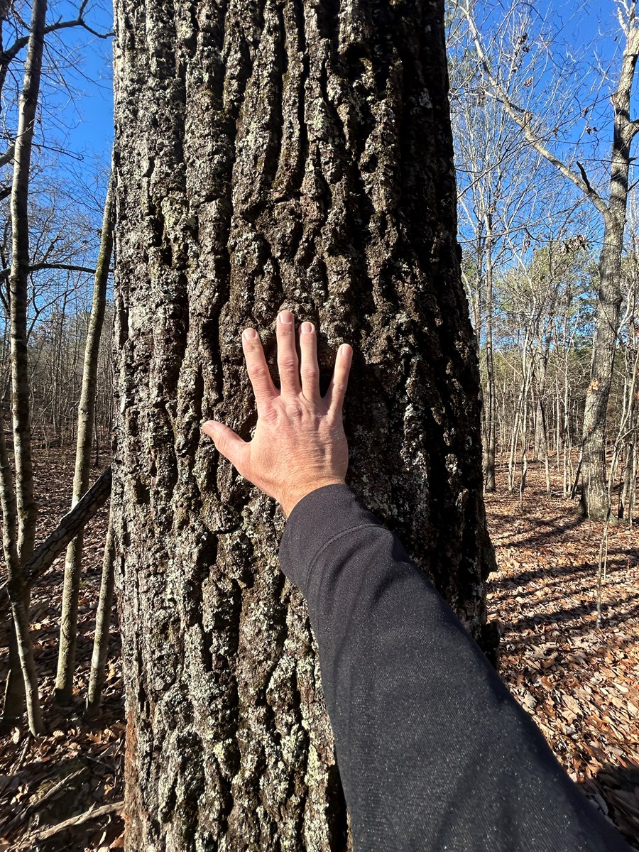 40 Acres of Harwood Timber in Talladega, Alabama
