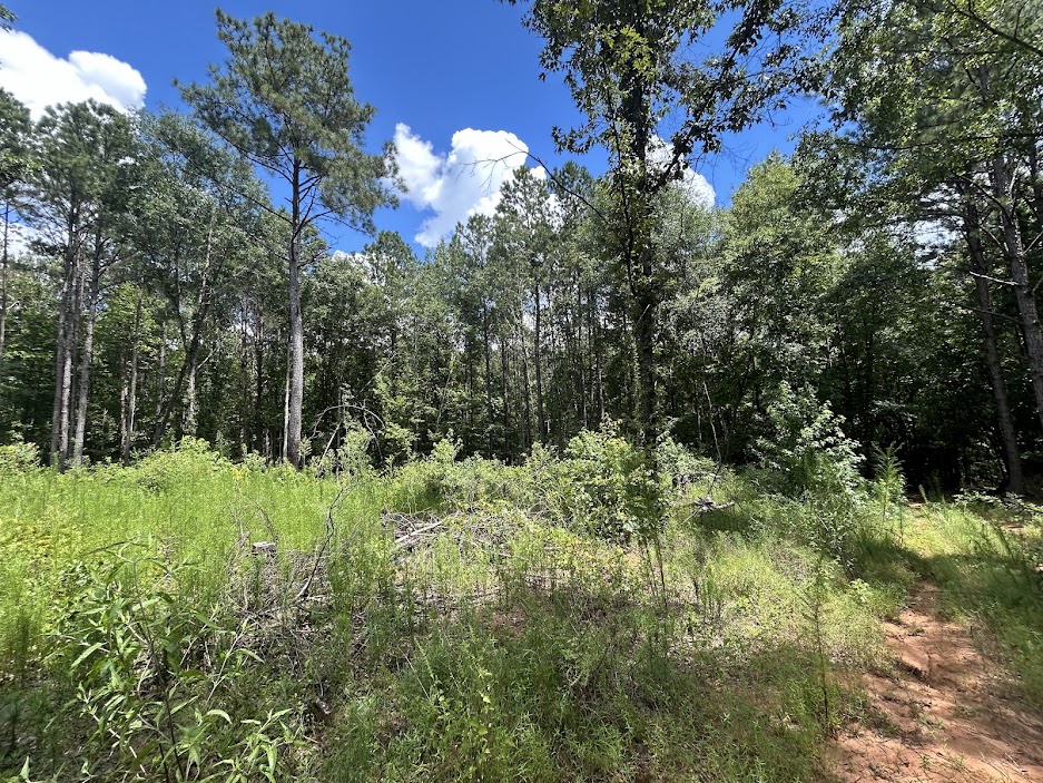 42 Acres in Autauga County – Secluded, Fenced, and Hunting Ready