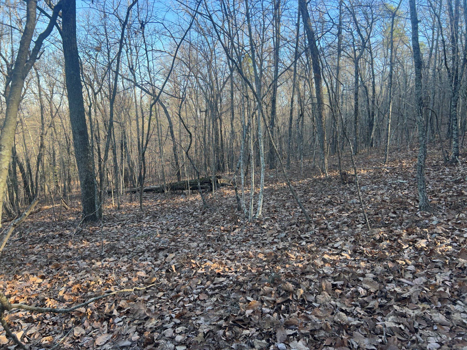 40 Acres of Harwood Timber in Talladega, Alabama