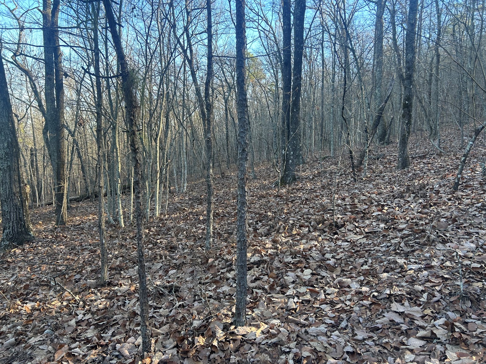 40 Acres of Harwood Timber in Talladega, Alabama