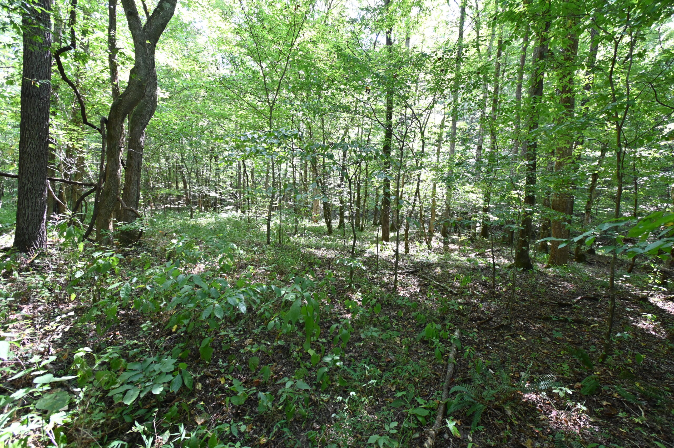 231.15 Acre Timber Land for Sale in Clifton, Tennessee