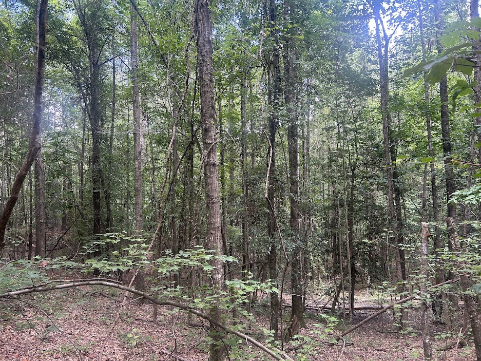 42 Acres in Autauga County – Secluded, Fenced, and Hunting Ready