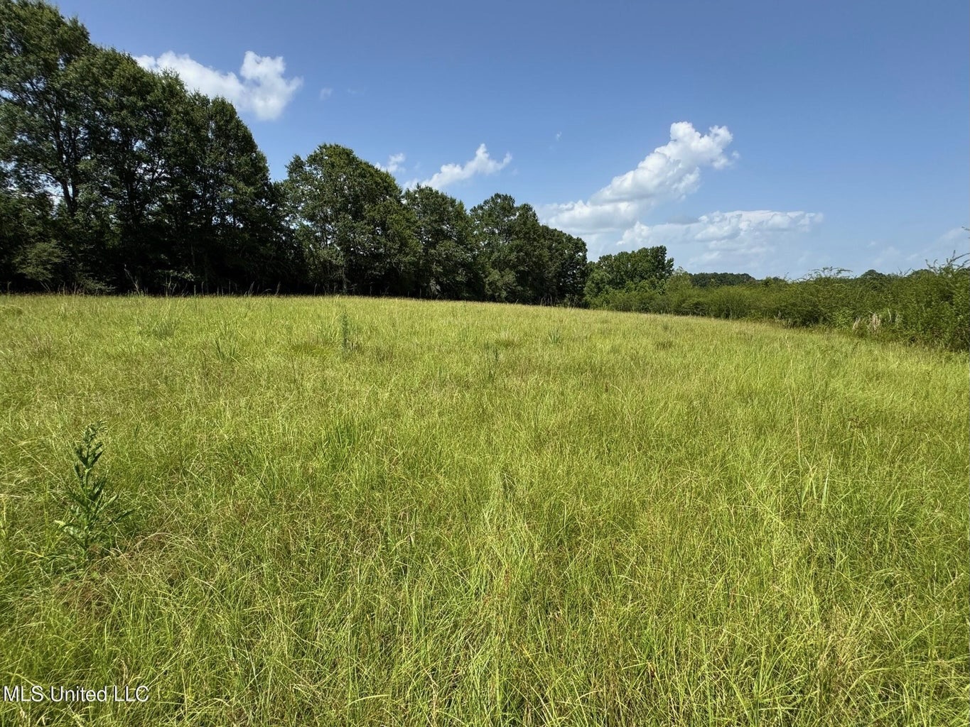 Mississippi Land for Sale Near Osyka MS & LA State Line