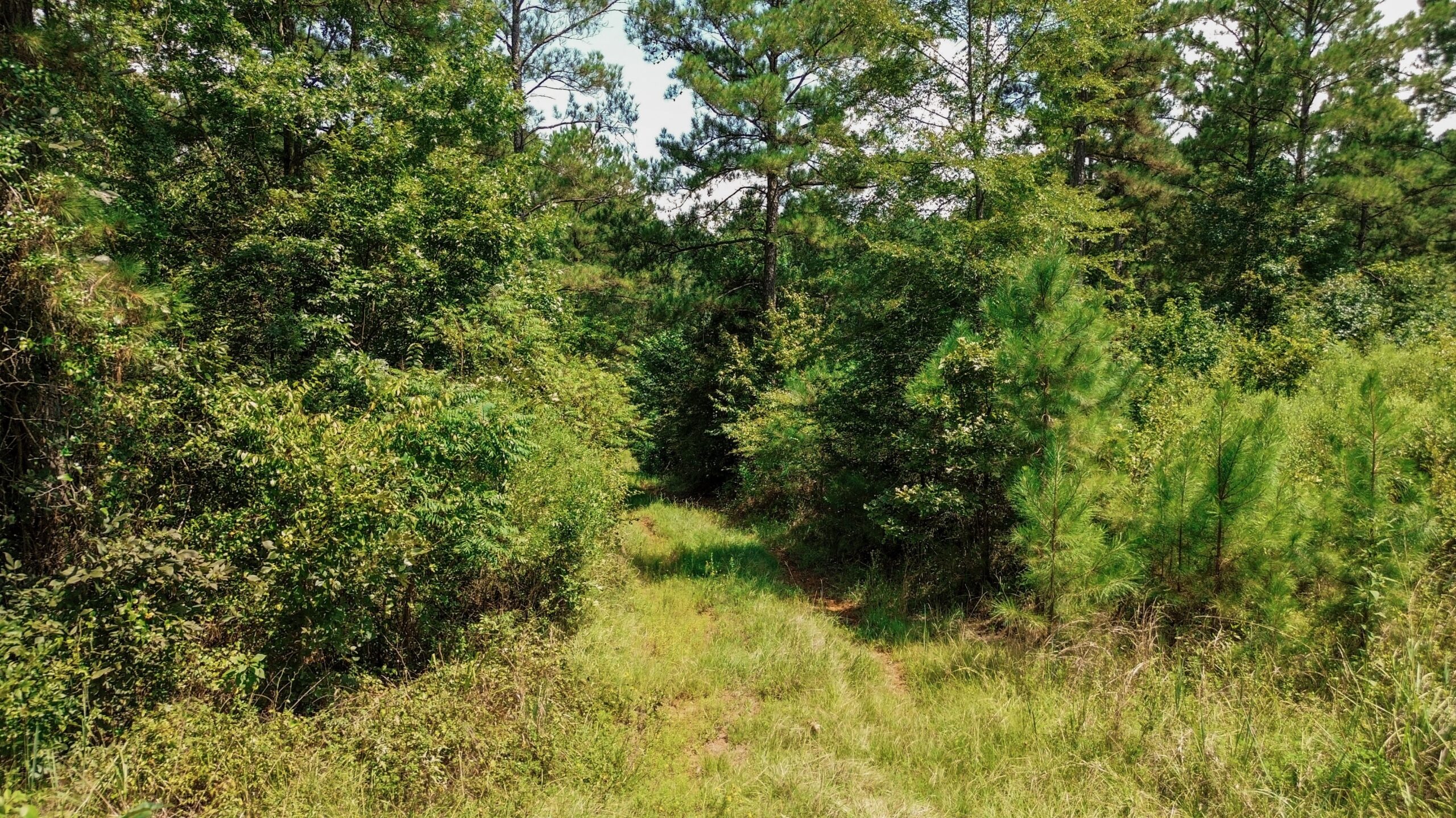 Lincoln Parish Timberland for Sale