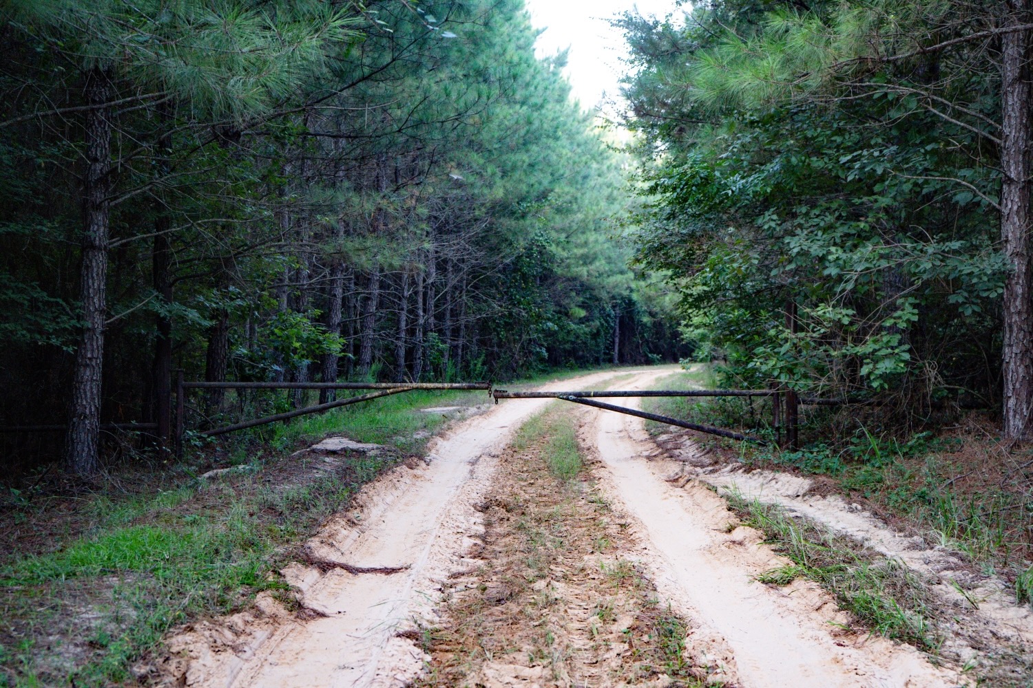 Claiborne Parish Timberland for Sale