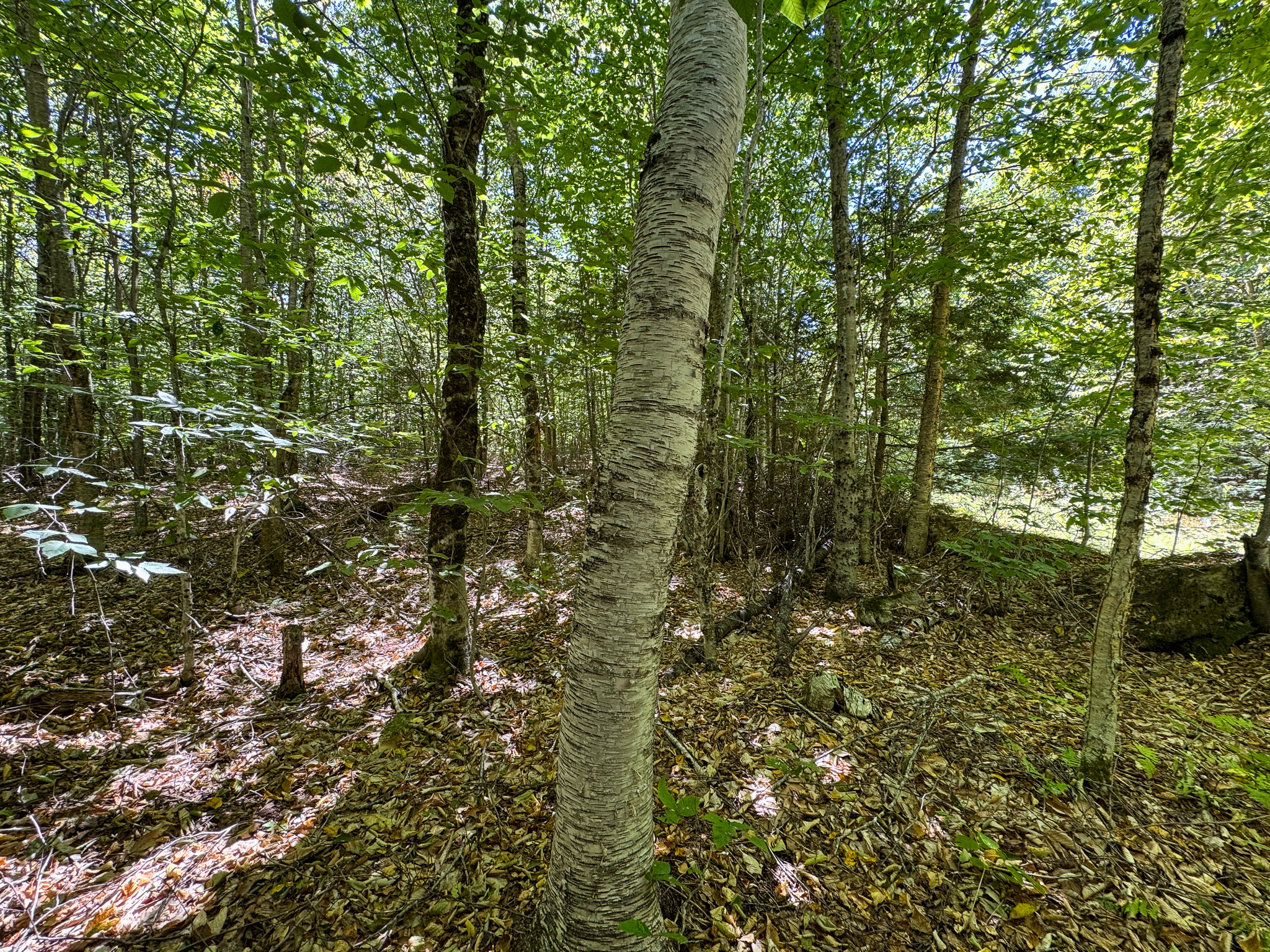 Private 25-Acre Woodlot with Trails & Recreation Access