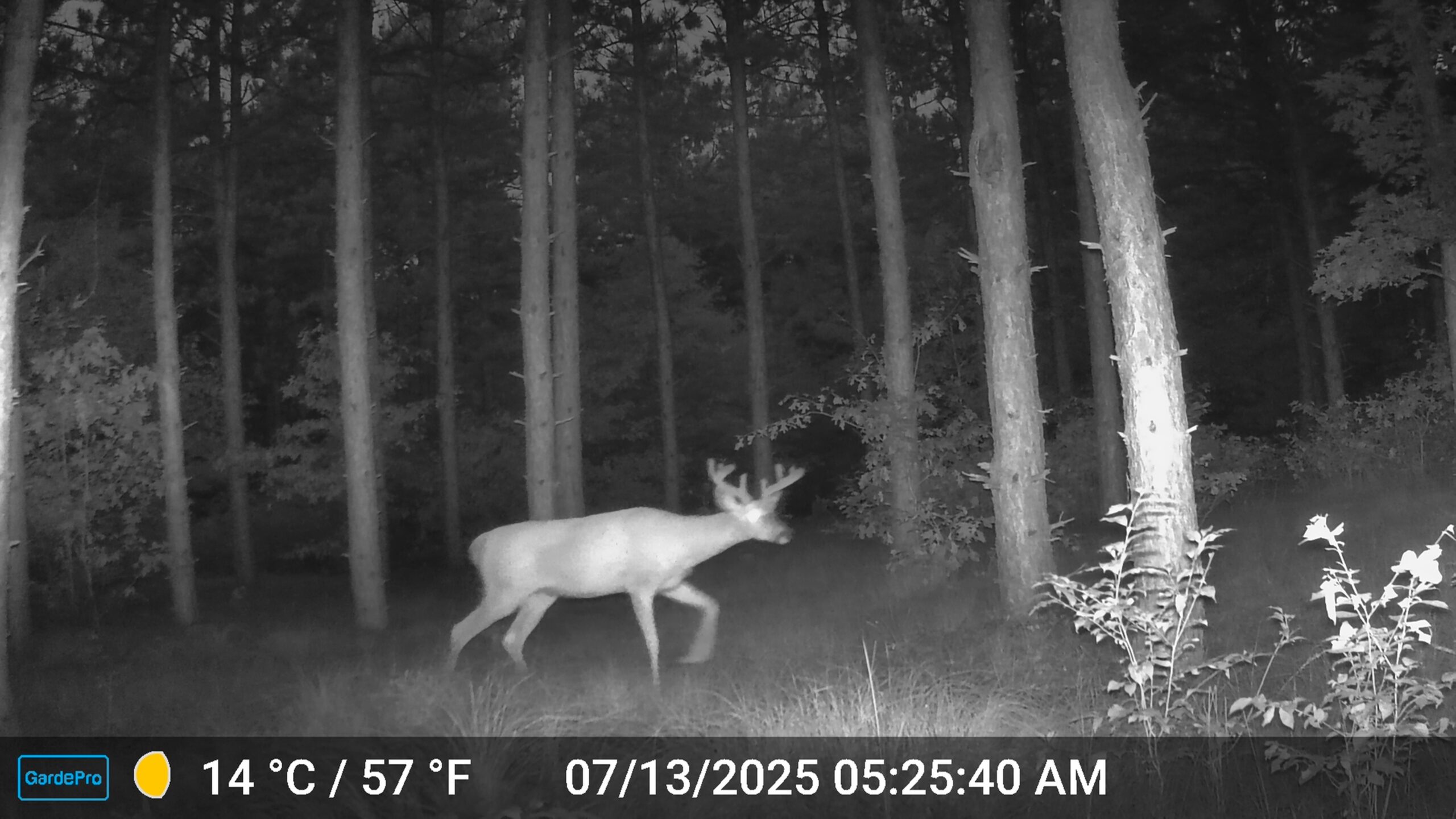 22.35+/- Wooded Acres in Adams County’s Town of Big Flats
