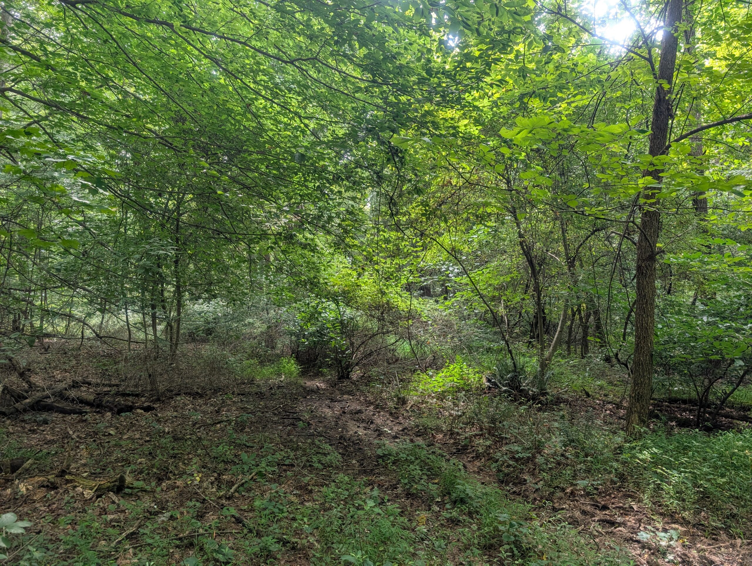 Secluded Central Ohio Hunting and Timber Land