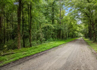 17 Acres Hunting Land with Timber for Sale in Aurora, NC
