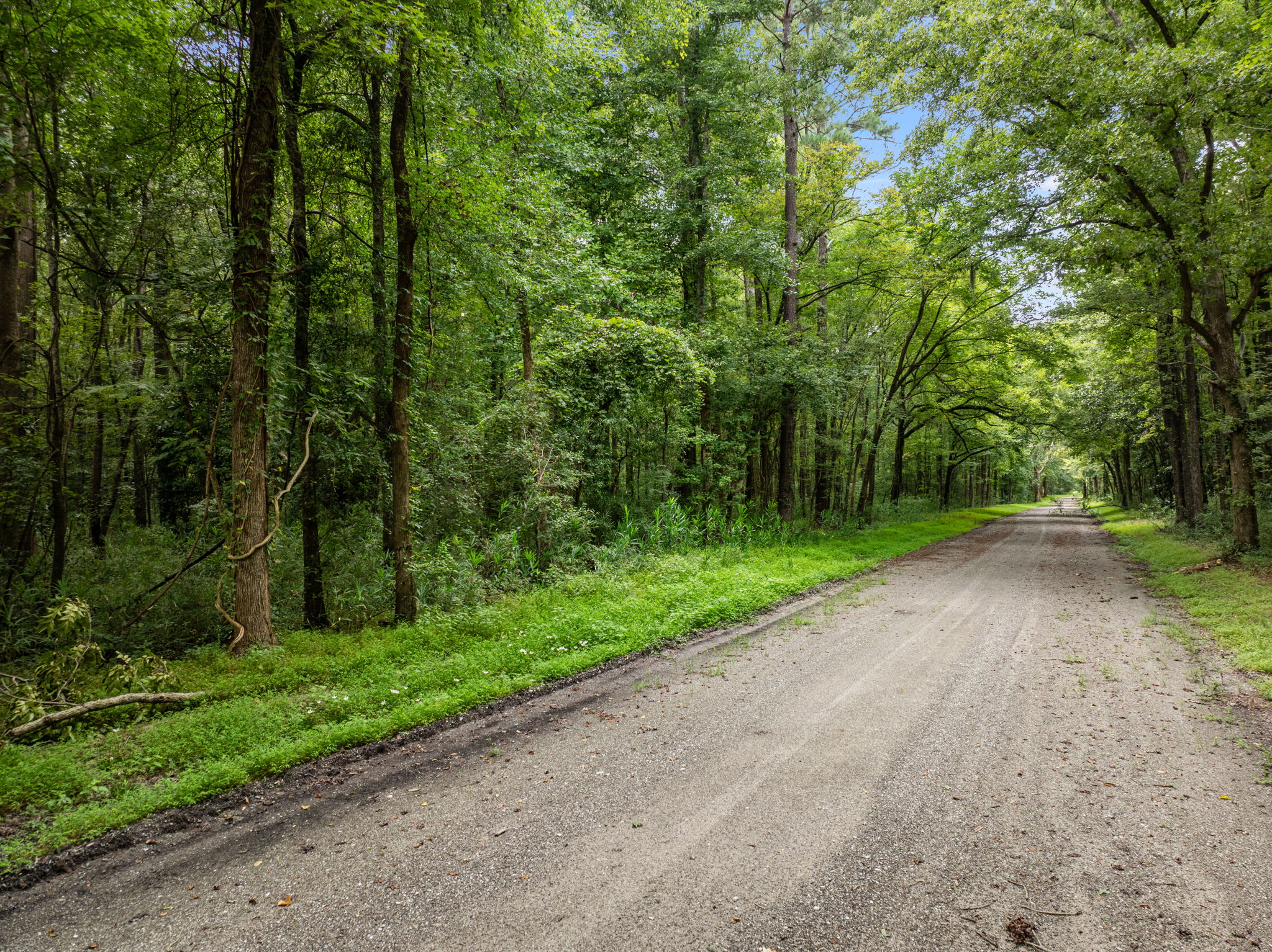 17 Acres Hunting Land with Timber for Sale in Aurora, NC