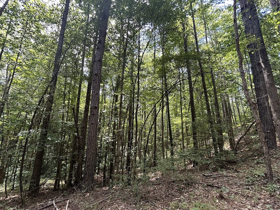 42 Acres in Autauga County – Secluded, Fenced, and Hunting Ready