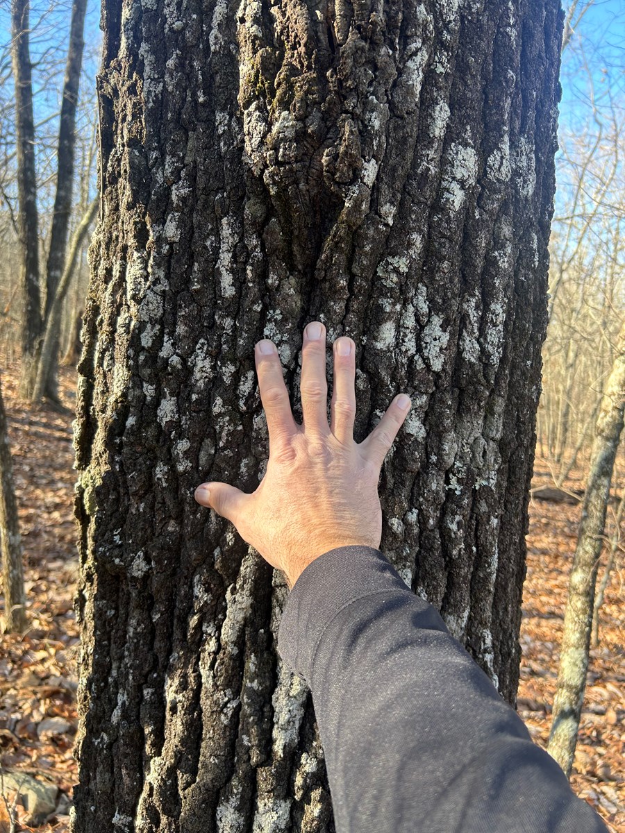 40 Acres of Harwood Timber in Talladega, Alabama