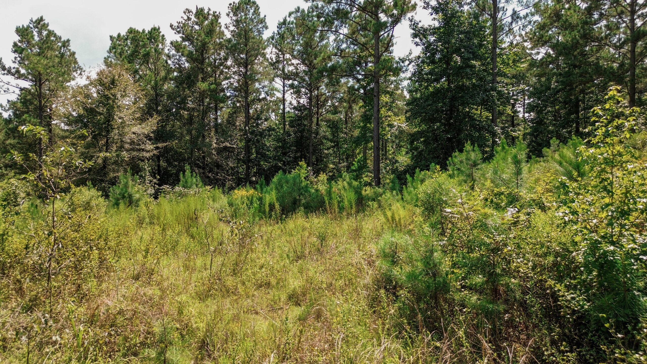 Lincoln Parish Timberland for Sale