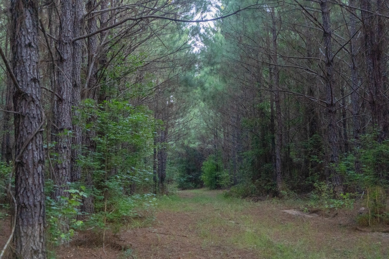 Claiborne Parish Timberland for Sale