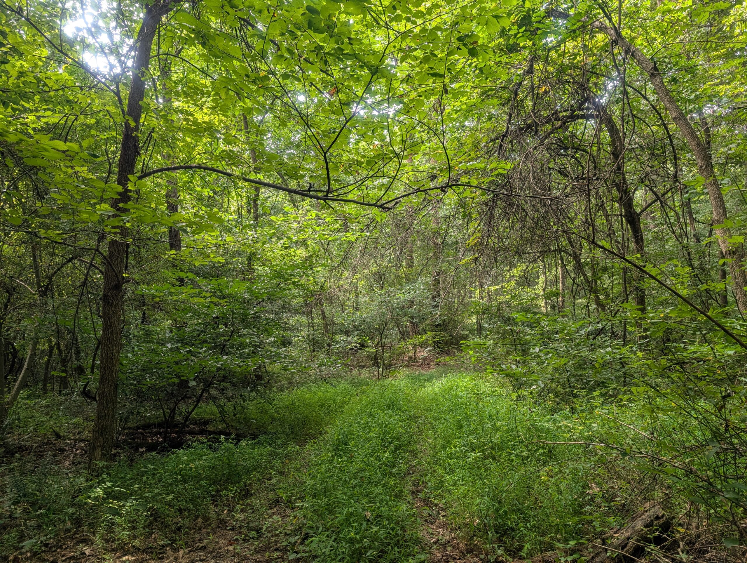 Secluded Central Ohio Hunting and Timber Land