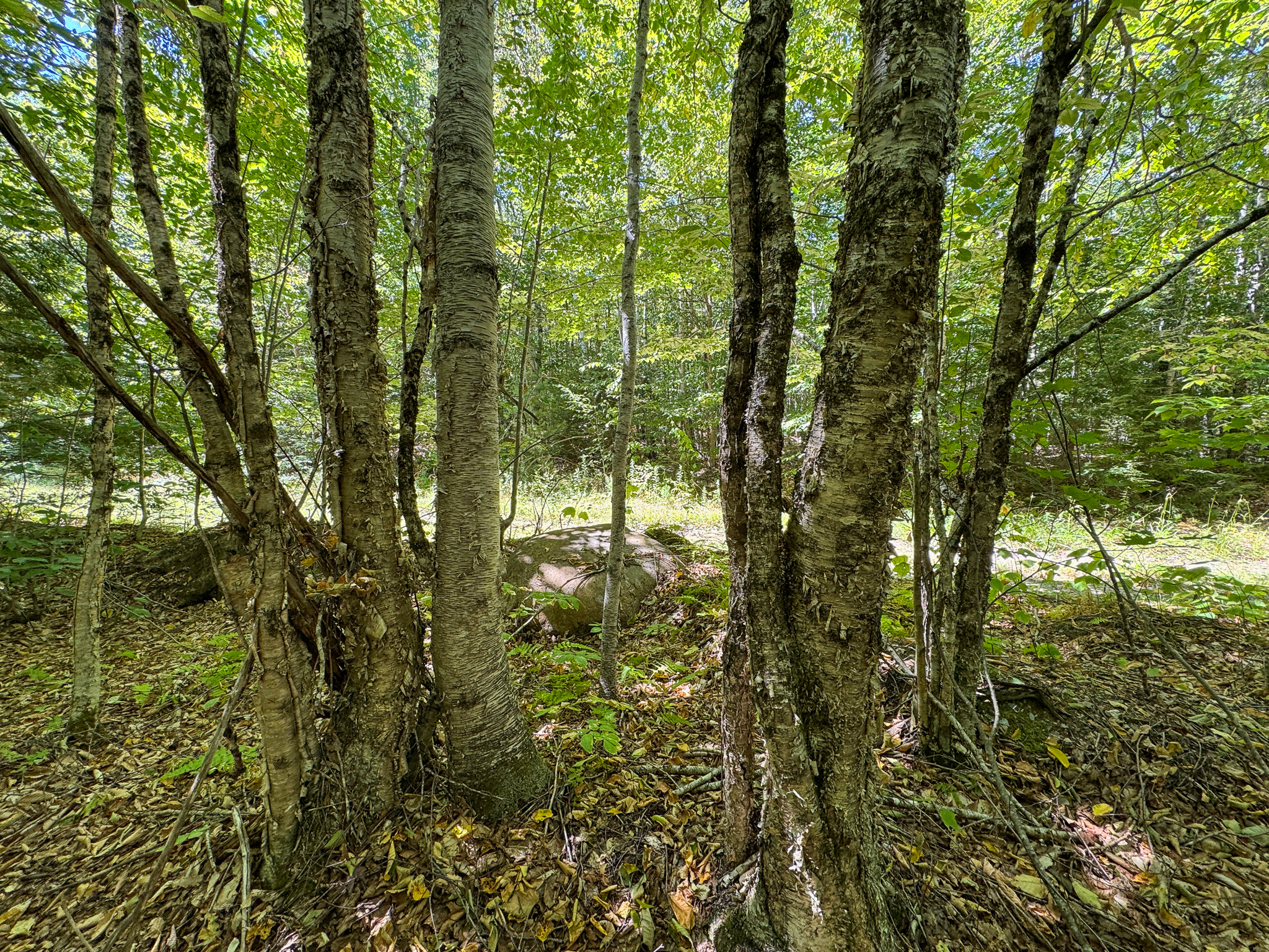 Private 25-Acre Woodlot with Trails & Recreation Access