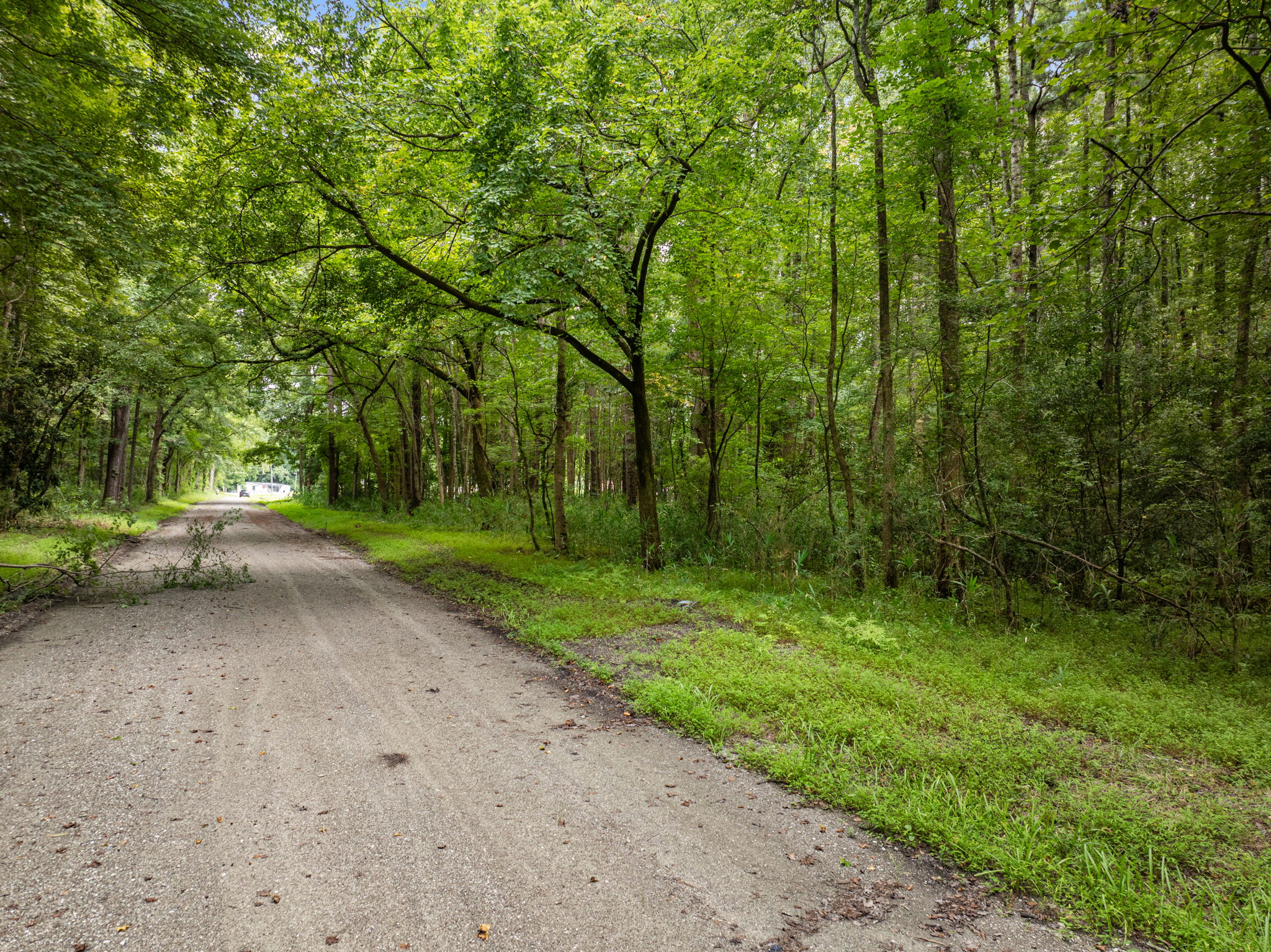 17 Acres Hunting Land with Timber for Sale in Aurora, NC