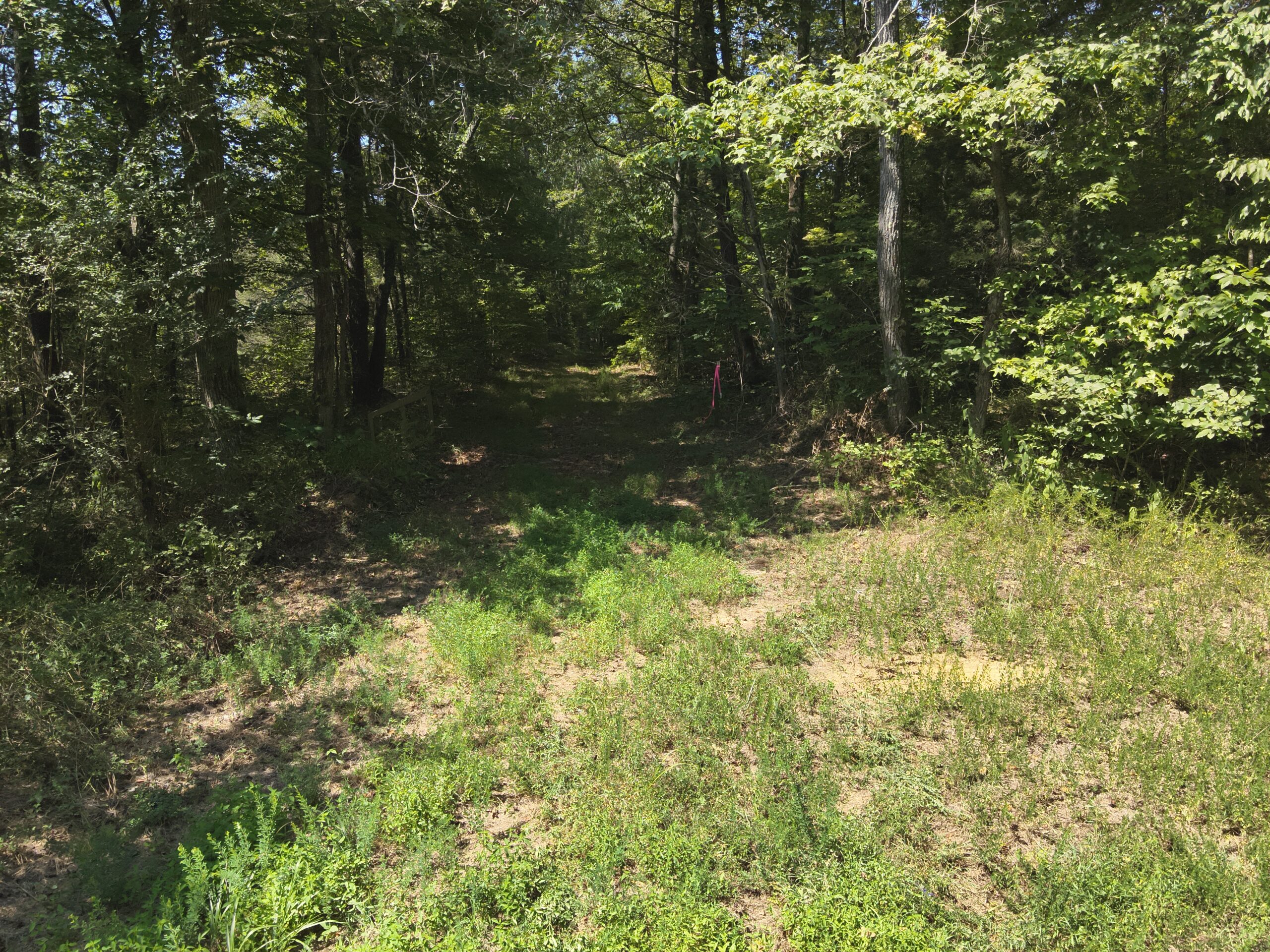 231.15 Acre Timber Land for Sale in Clifton, Tennessee