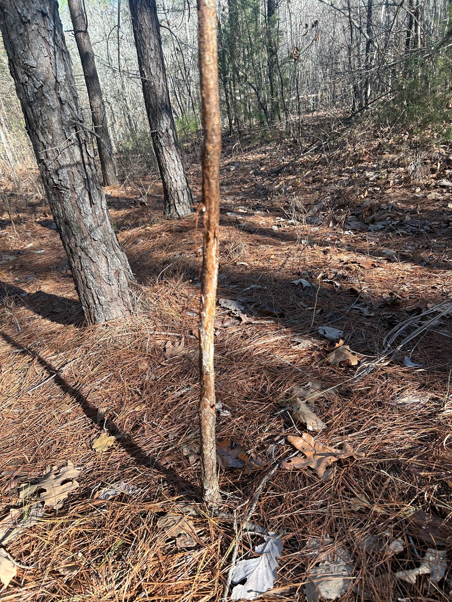 40 Acres of Harwood Timber in Talladega, Alabama