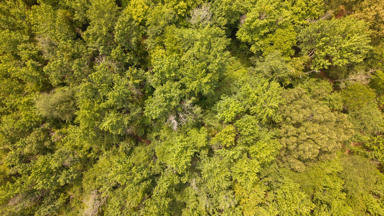 Country Home and 40 Acres in Hector, Arkansas